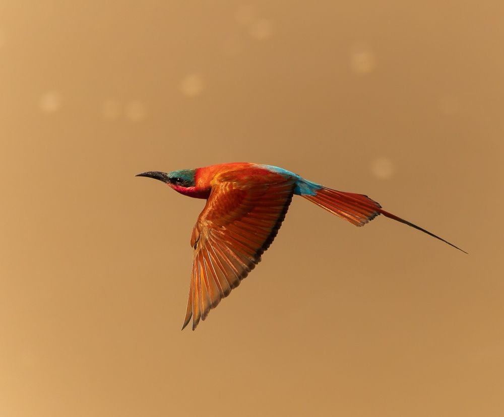 Southern Carmine Bee-Eater in Flight