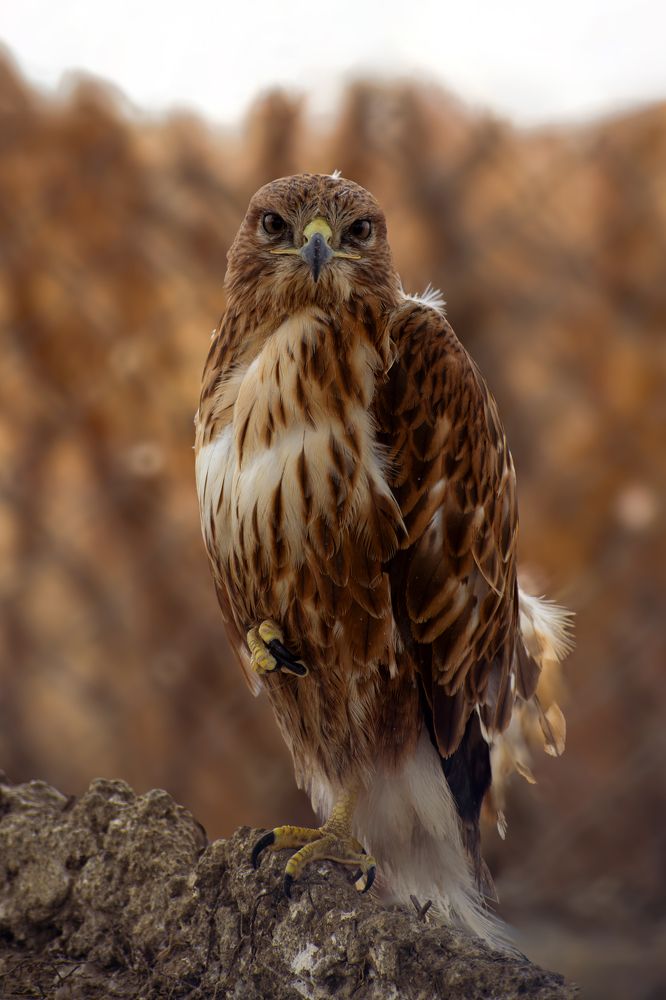 Фотография автора Amin Naderloei