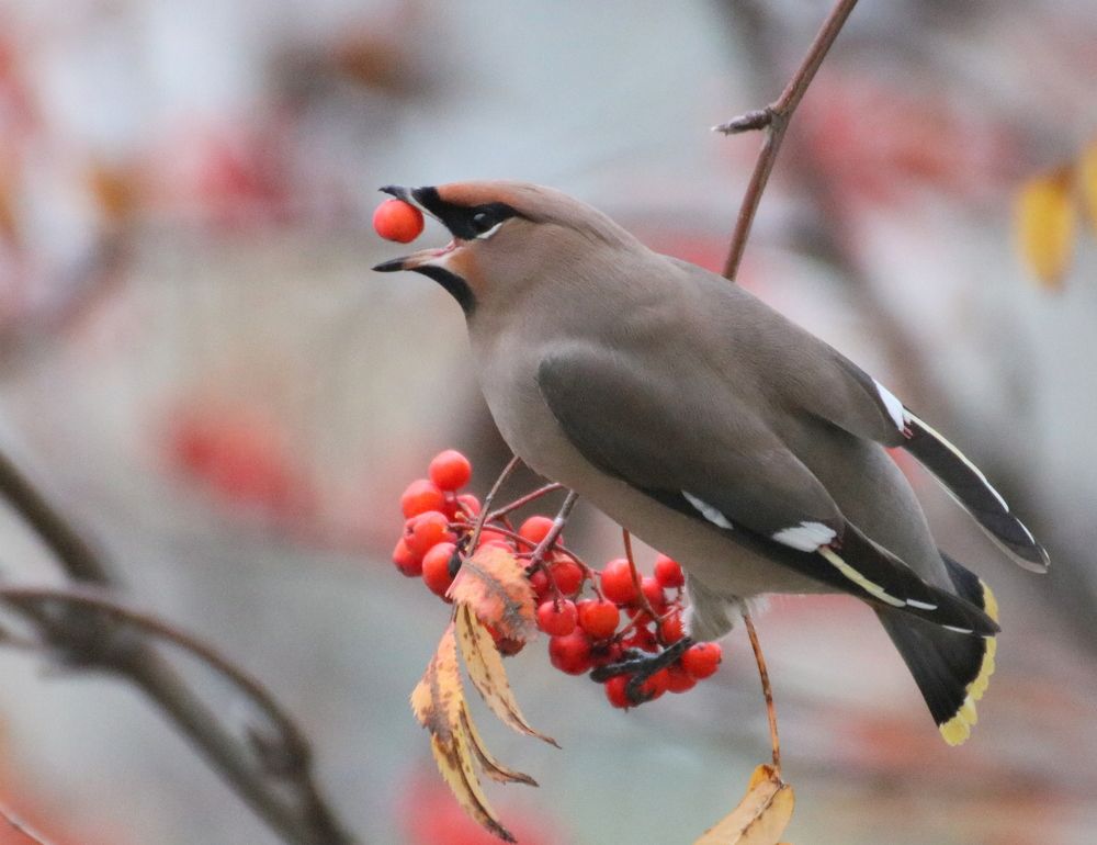 Photograph by Евгения Малафеева