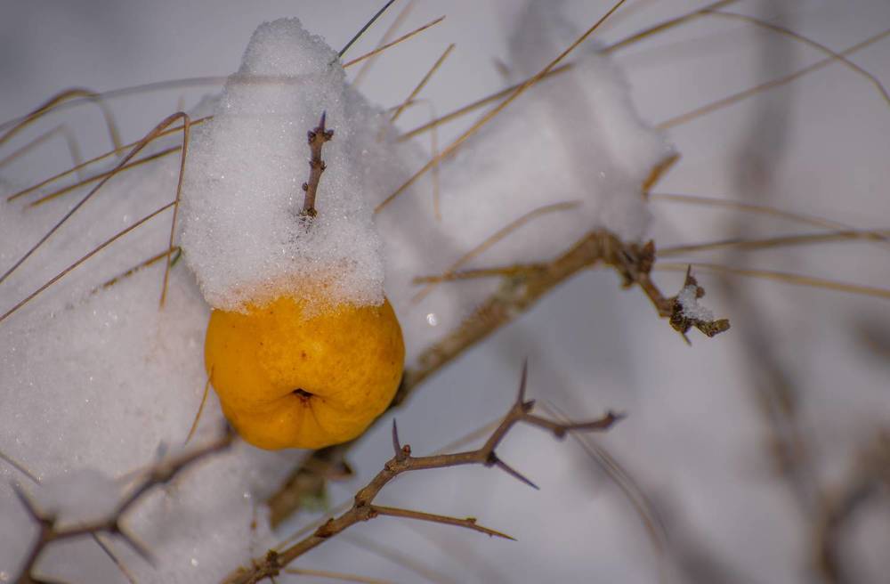 Фотография автора Aлексей Игнатьев