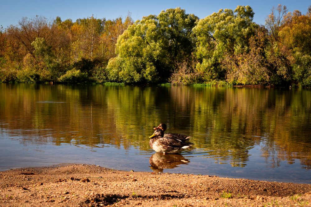 утки на Москве реке