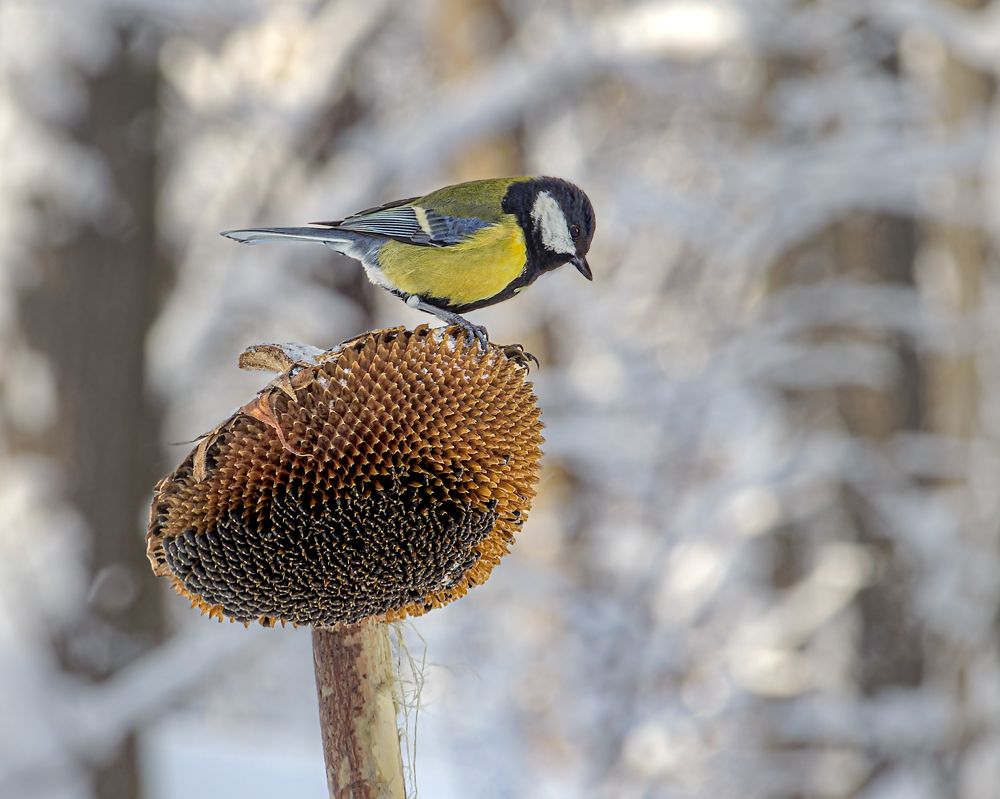 Photograph by Галина Суровицкая