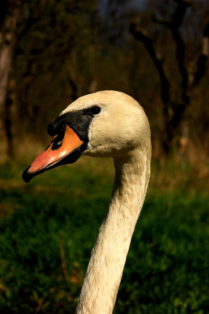 Photograph by Руслан Гордиенко