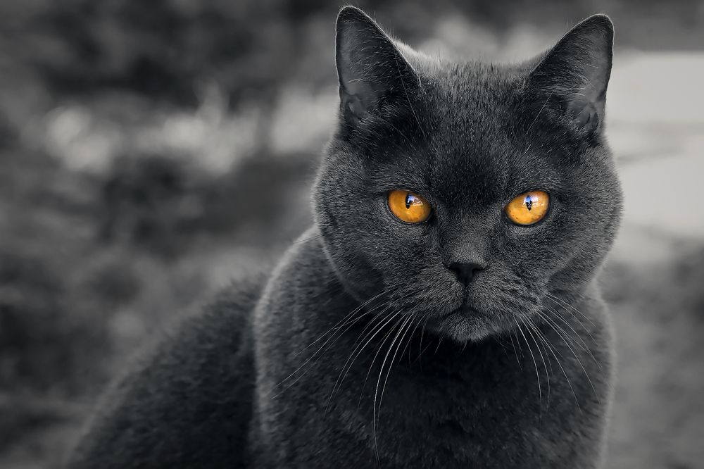 Фотография автора Alina Efimova