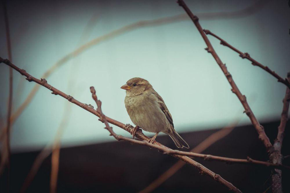 Photograph by Денис Будняк