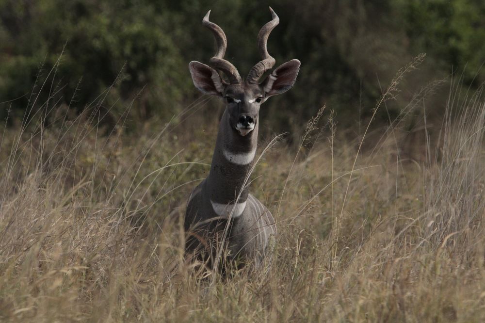Grater Kudu