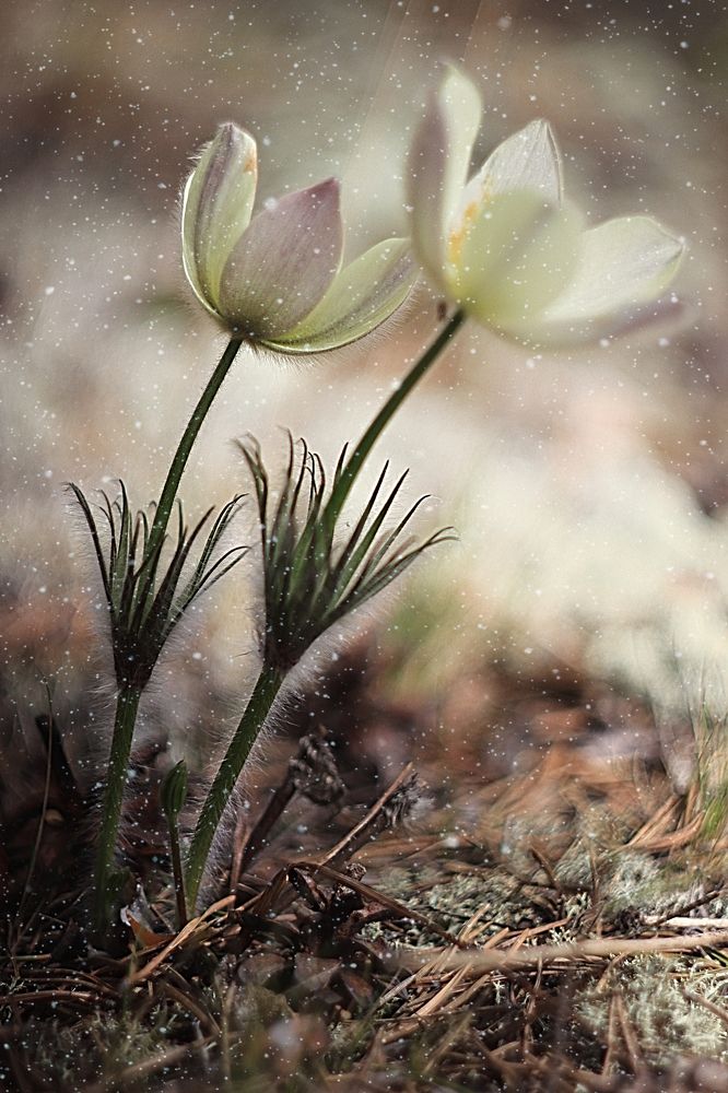 Photograph by Елена Разина