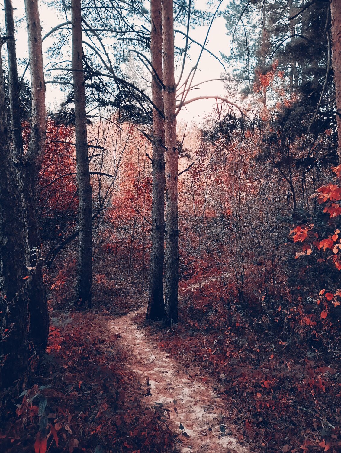 Photo #11117931