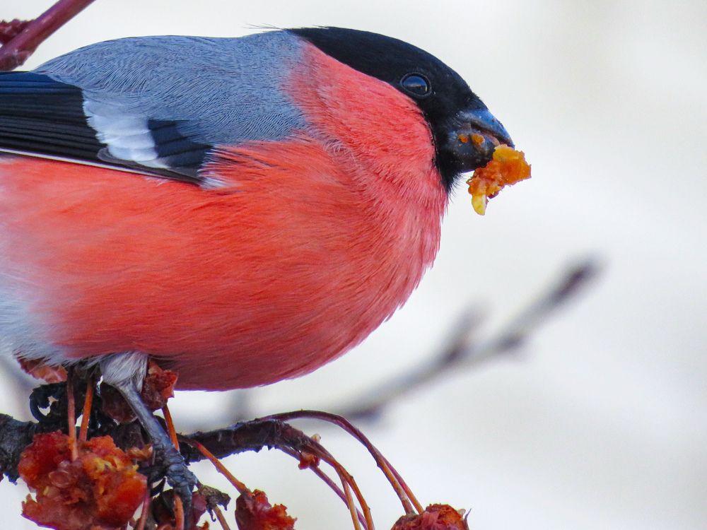 Photograph by Елена Гарипова