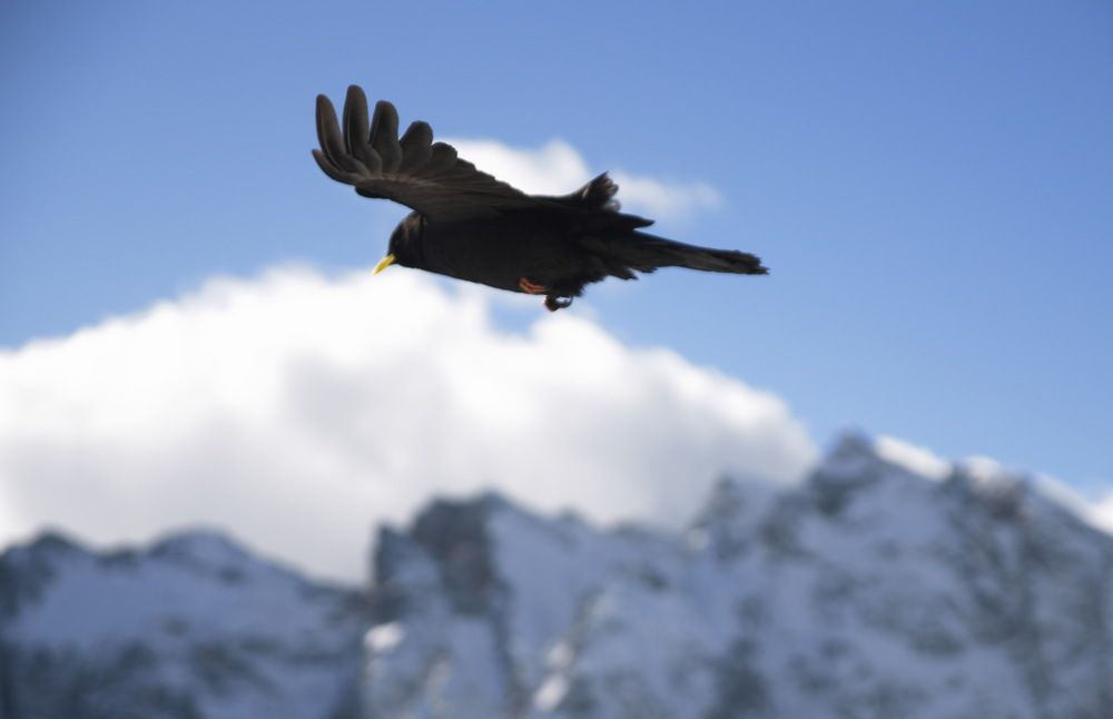 Фотография автора Медведев Сергей