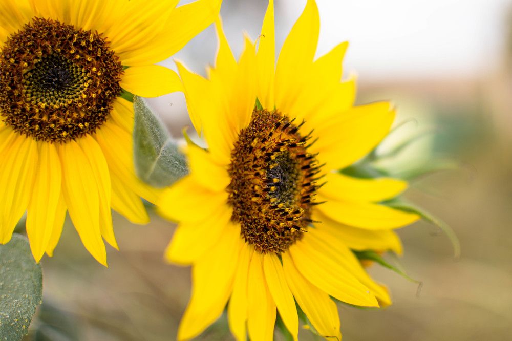 Photograph by Людмила Прибылова