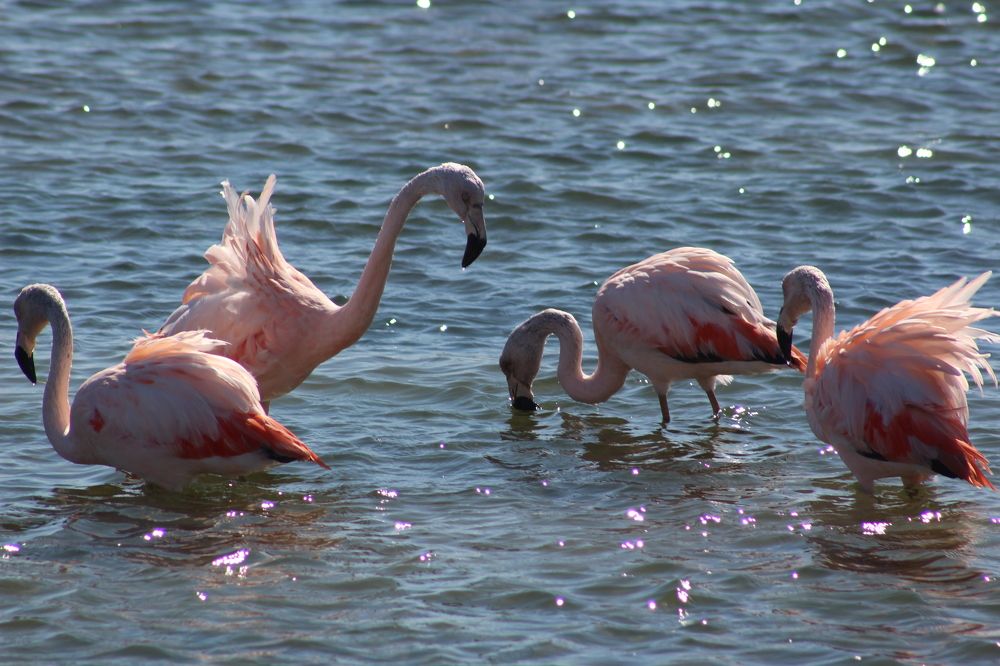 Las medias de los flamencos