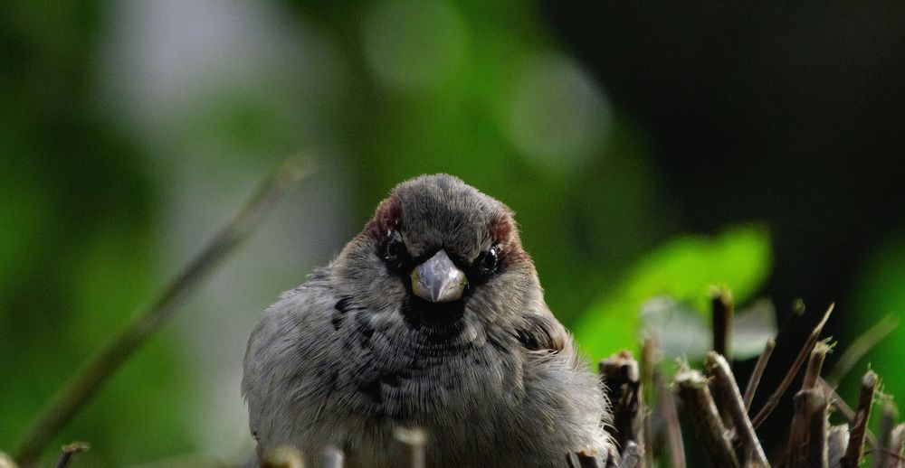 Photograph by Mad Mouse