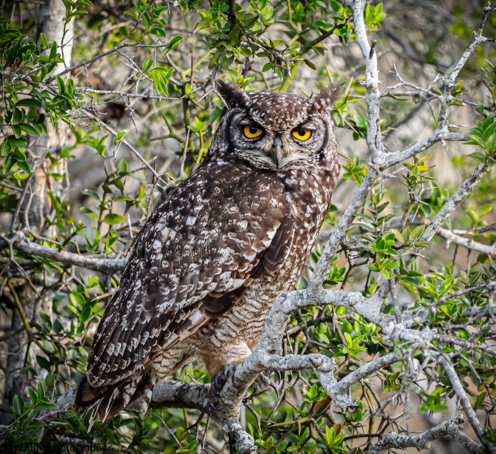 Photograph by Nadine Leonard