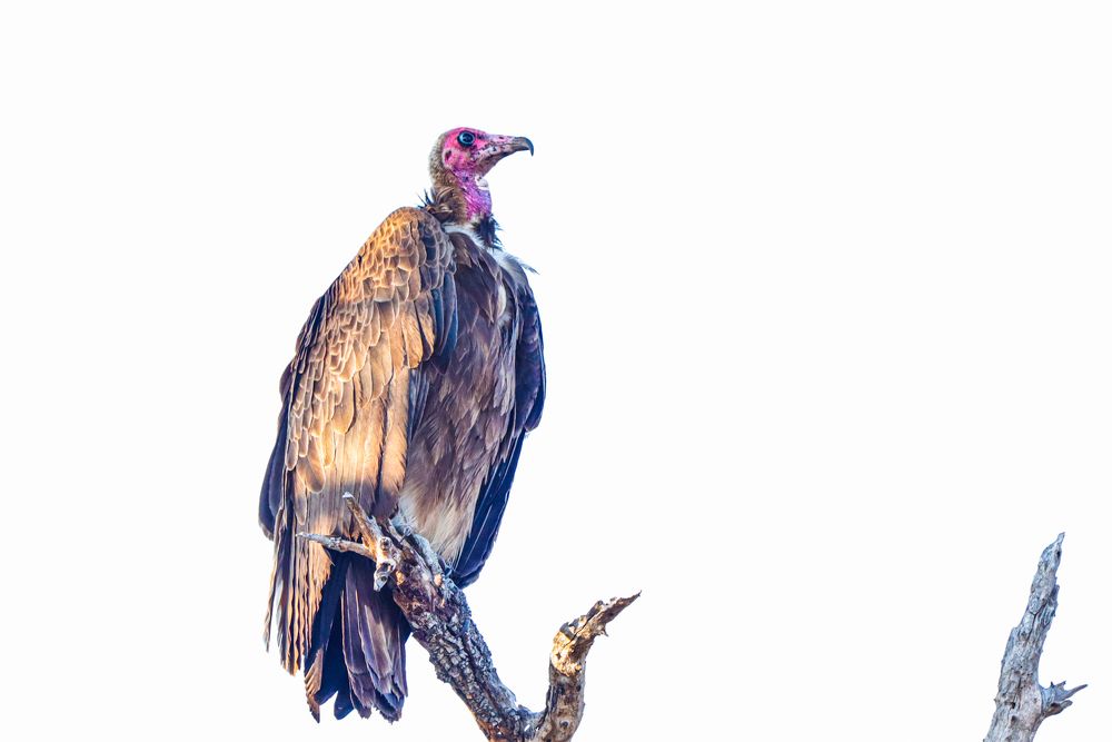 Photograph by Nadine Leonard