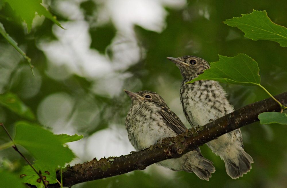 Птенцы лесного конька