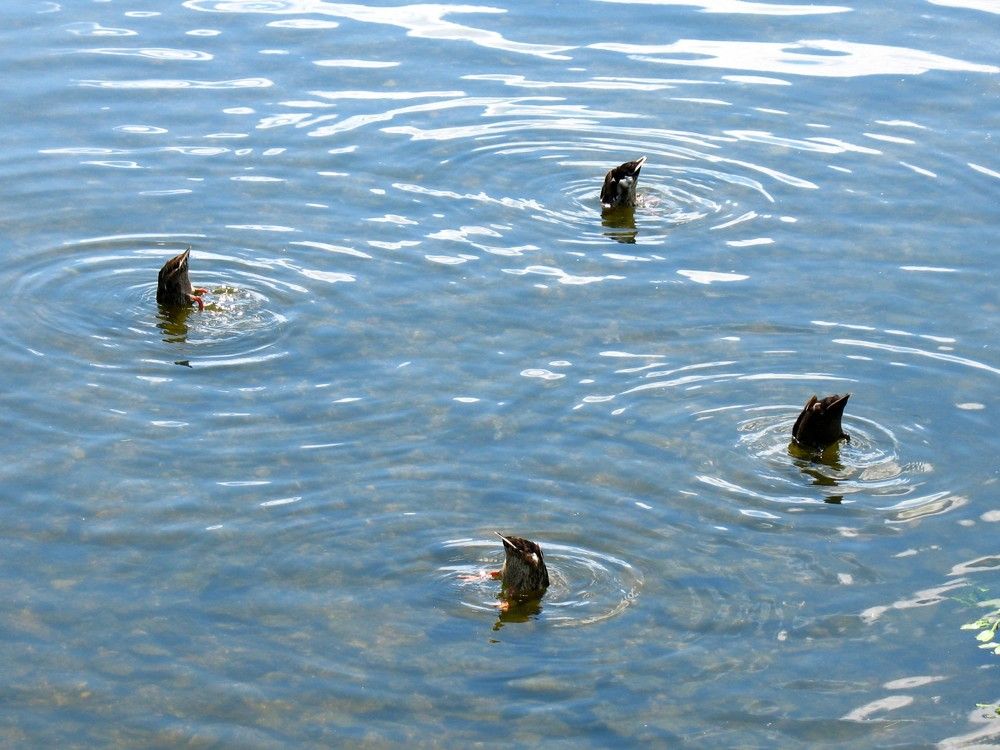 Выступают синхронистки, квартет / Выступают синхронистки, квартет