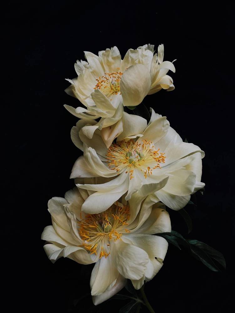 Photograph by Олена Уманцева