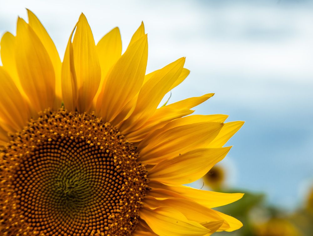 Photograph by Сагдиева Эльвира