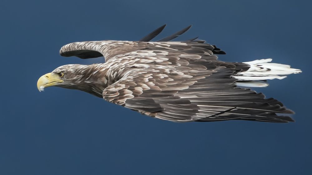 Фотография автора Jian Ma