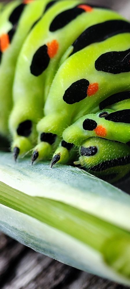 Photo #11118386