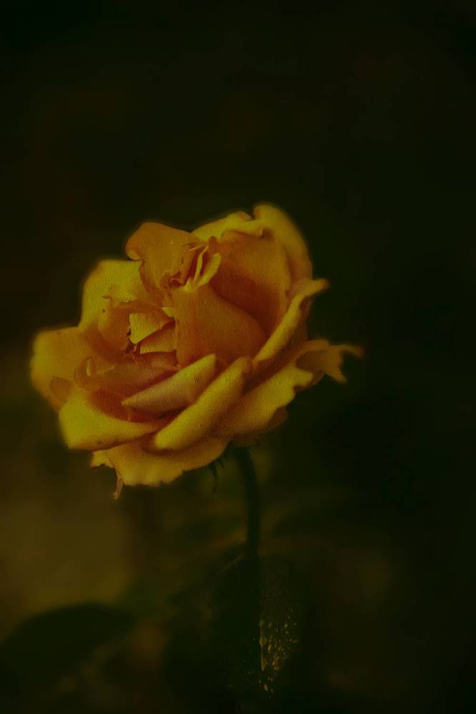 Photograph by Нелли Золотая