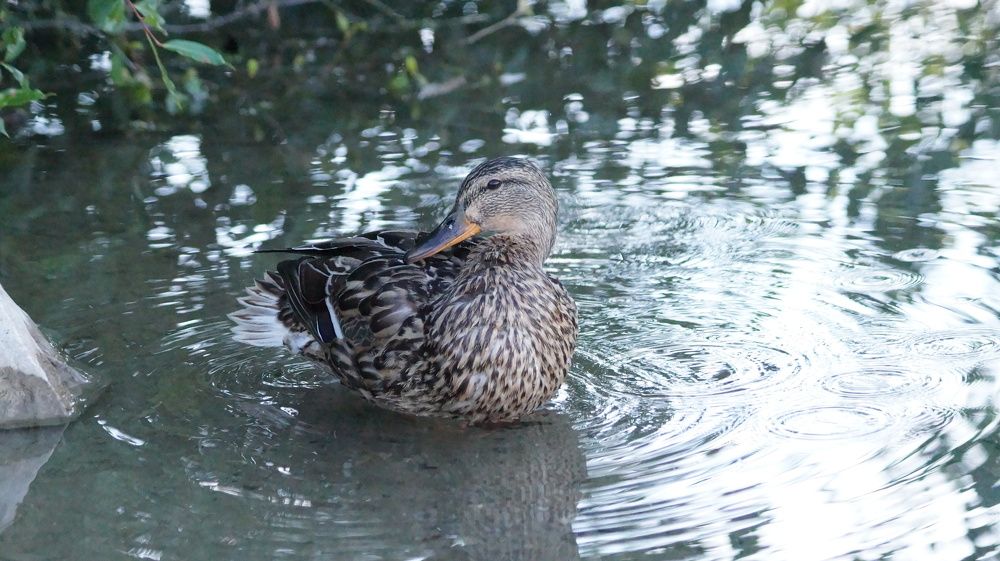 Photograph by Лиза Малыгина