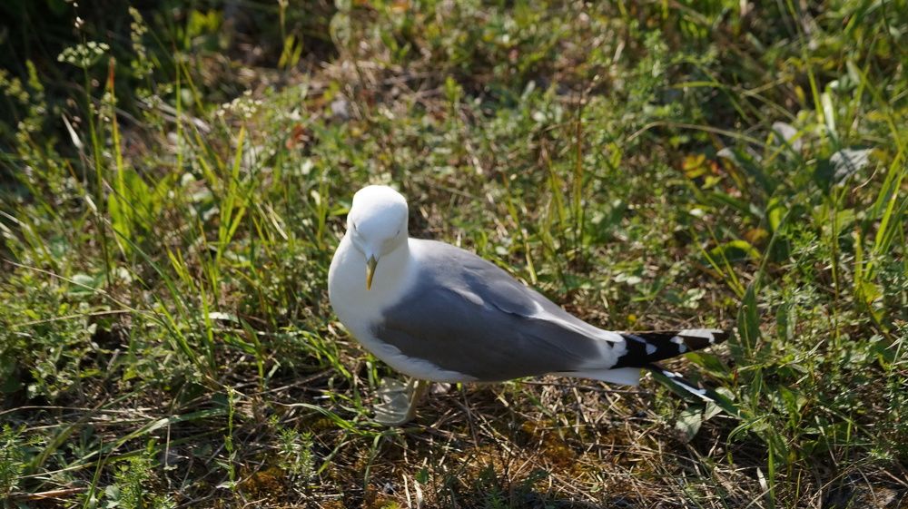 Photograph by Лиза Малыгина