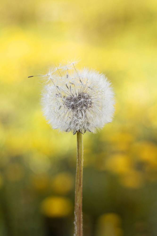 Фотография автора Анастасия Борская