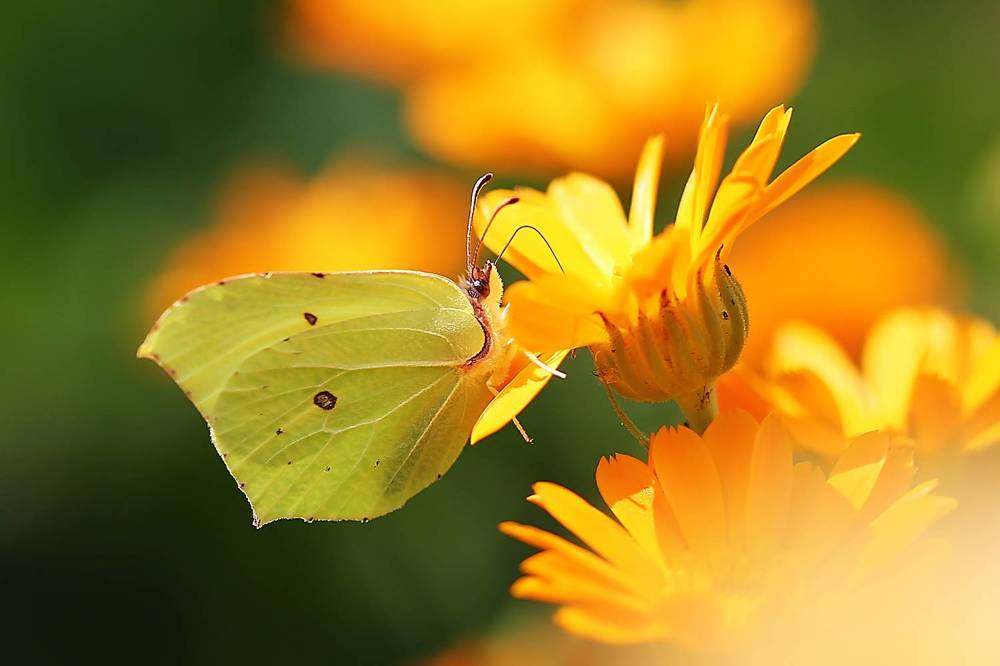 Photograph by Юлия Войнич