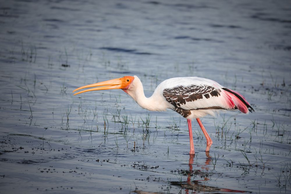 Photograph by Lara Iris