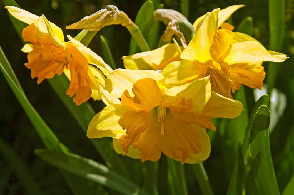 Photograph by Ольга Заповедная