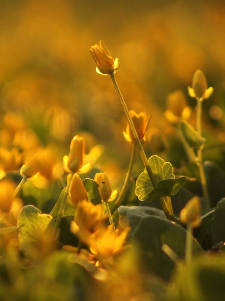 Чистяк весенний зацвёл