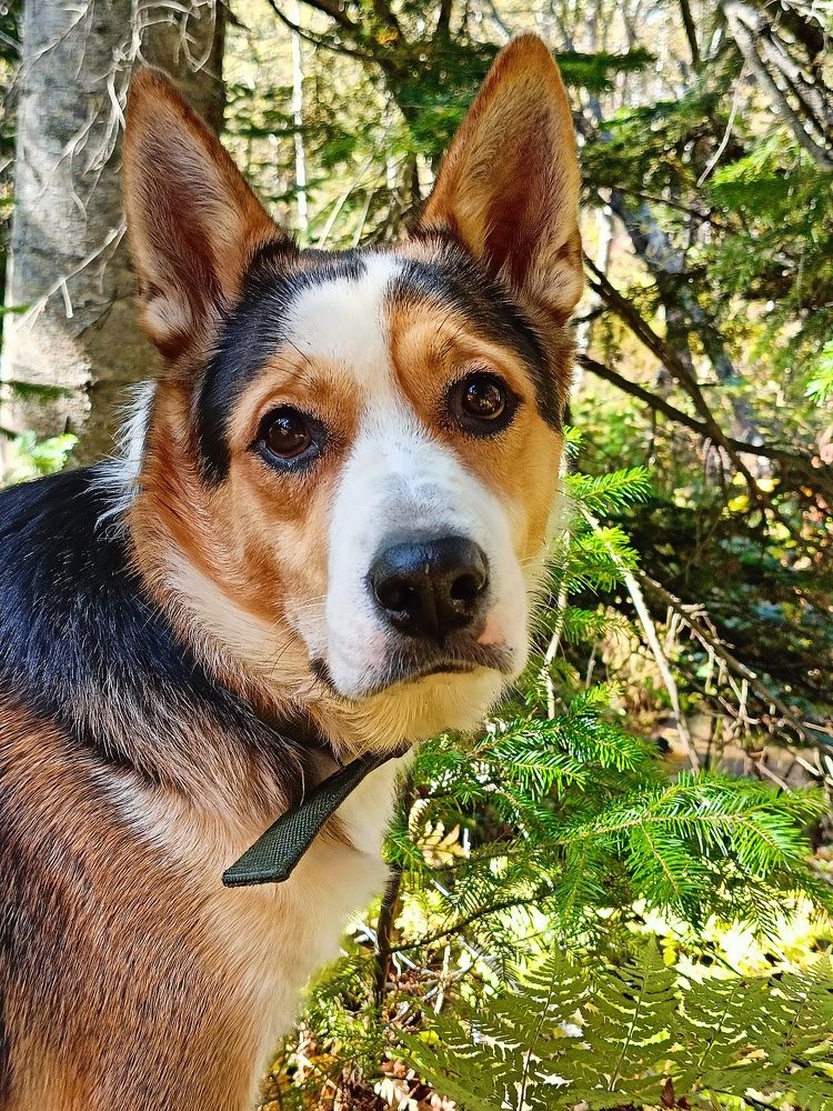 Photo #11118622