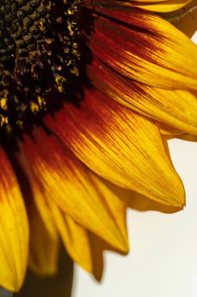 Photograph by Anna Vlasova