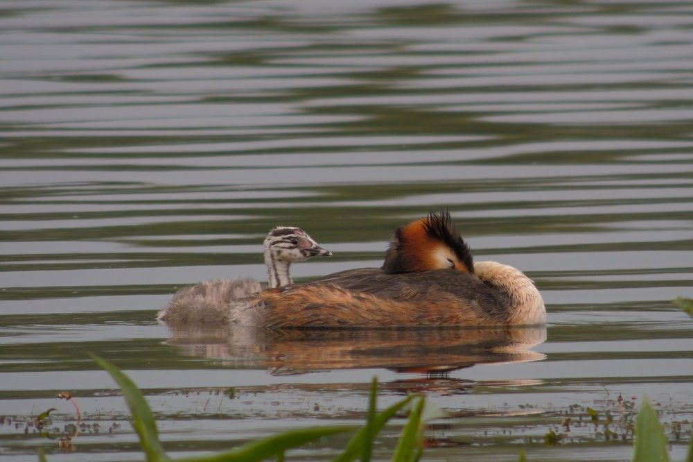 Photograph by Mad Mouse