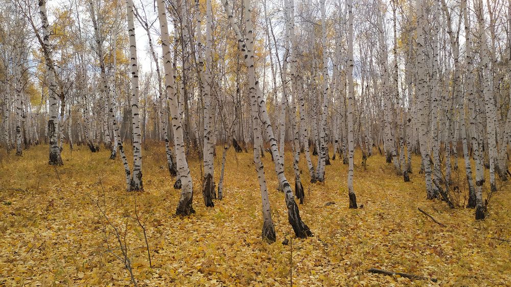 Photograph by Алексей Лаврентьев