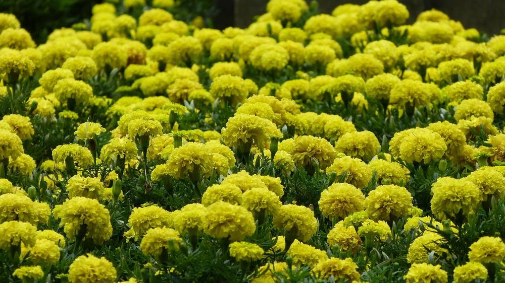 Photograph by Максим Владимирович