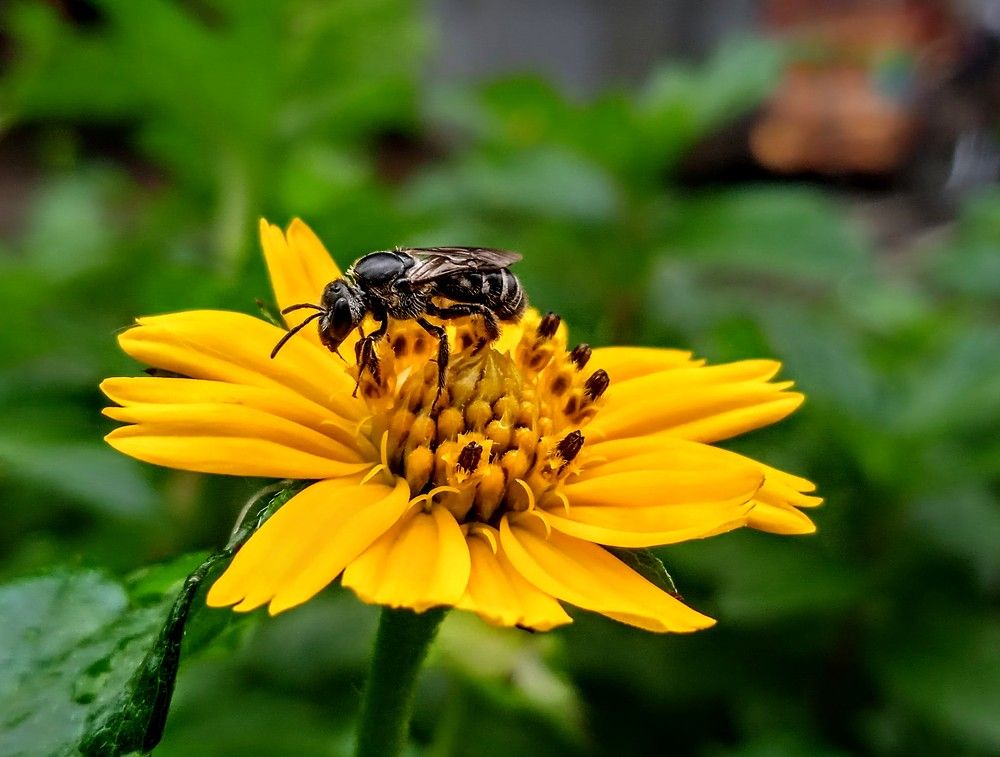 Photograph by Mohammed Rifatul Alam Siam