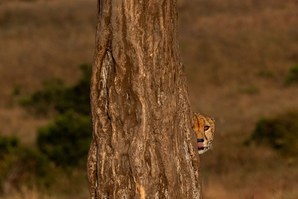 Photograph by Sai Kiran Bhagavatula