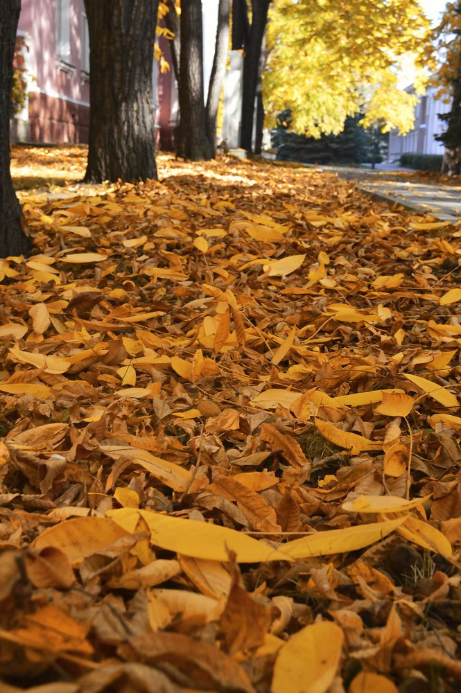 Photograph by Ирина Александрович