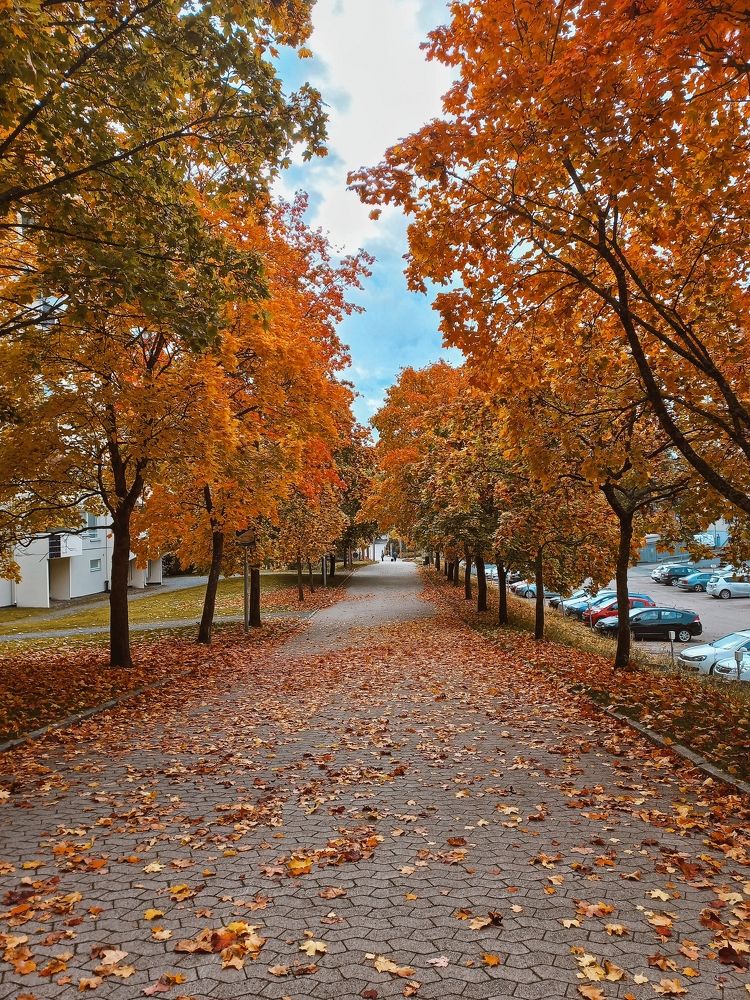 Фотография автора Anastasia Selianko