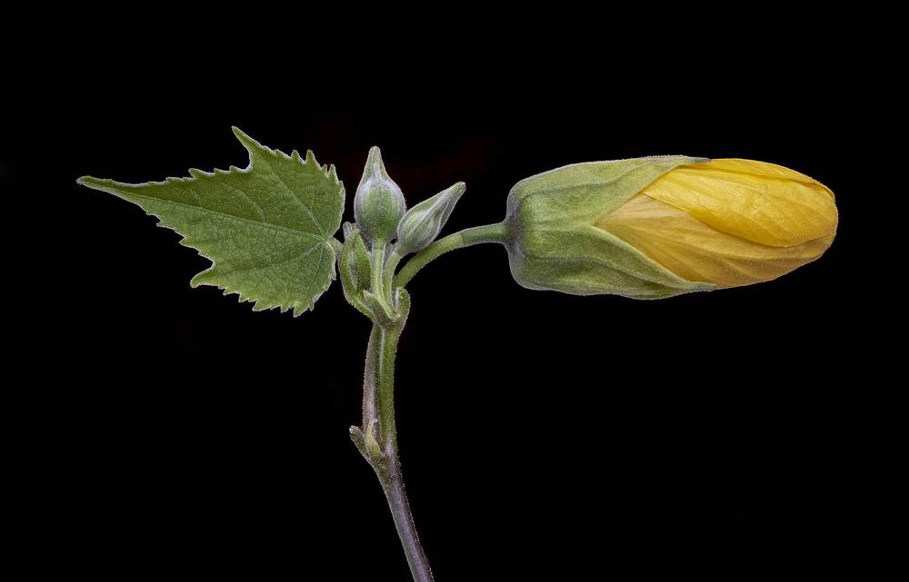 Photograph by Mario Fiorucci