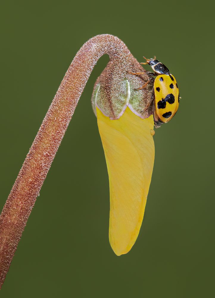 Photograph by Mario Fiorucci