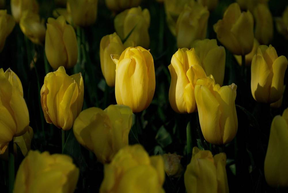 Фотография автора Дмитрий Referee