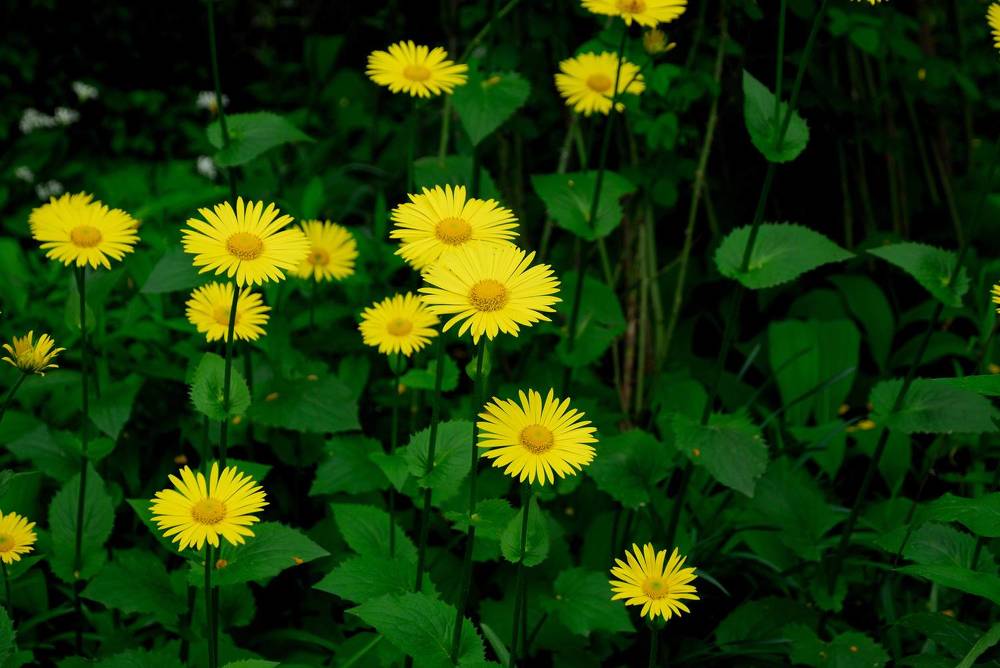 Фотография автора Дмитрий Referee