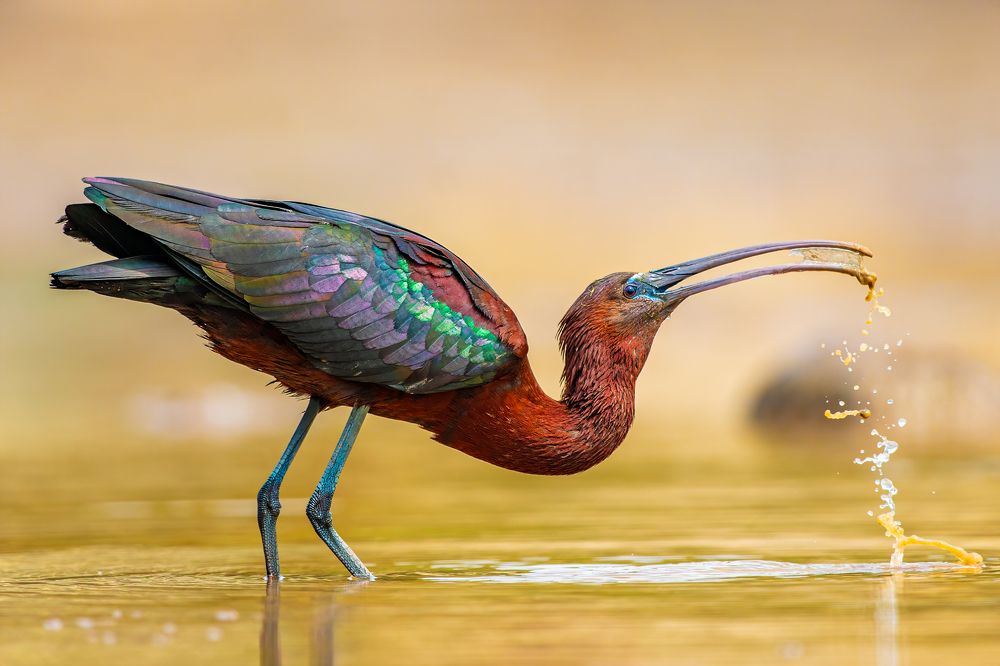 Glossy Ibis Drinking Water