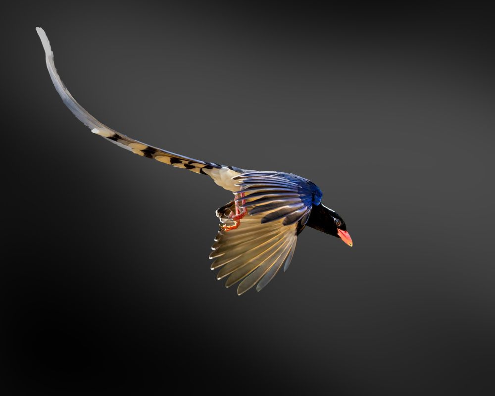 Photograph by Joshy Varghese