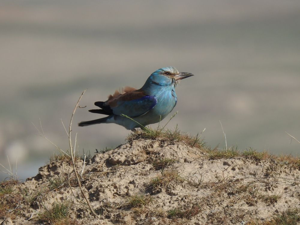 Фотография автора Shavkat Tojiyev