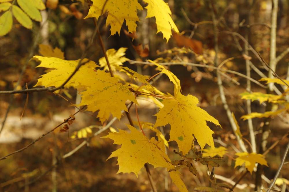 Photograph by Елена Буканина